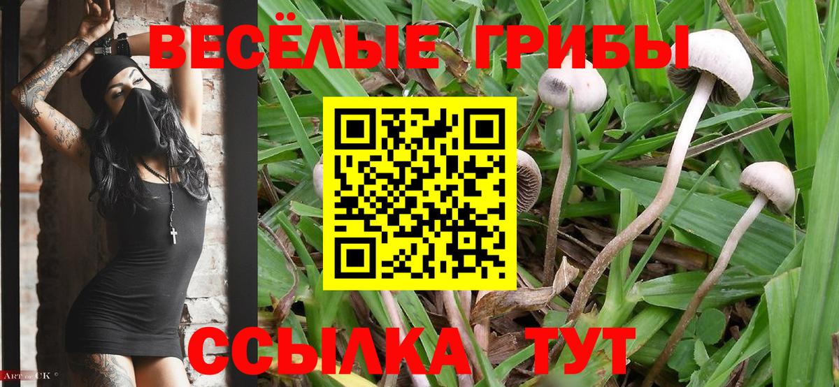 Псилоцибиновые грибы Psilocybe Пыть-Ях